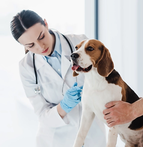 Seydişehir Veteriner